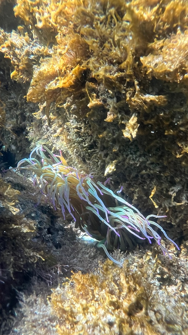 Lanemone capelli di Venere